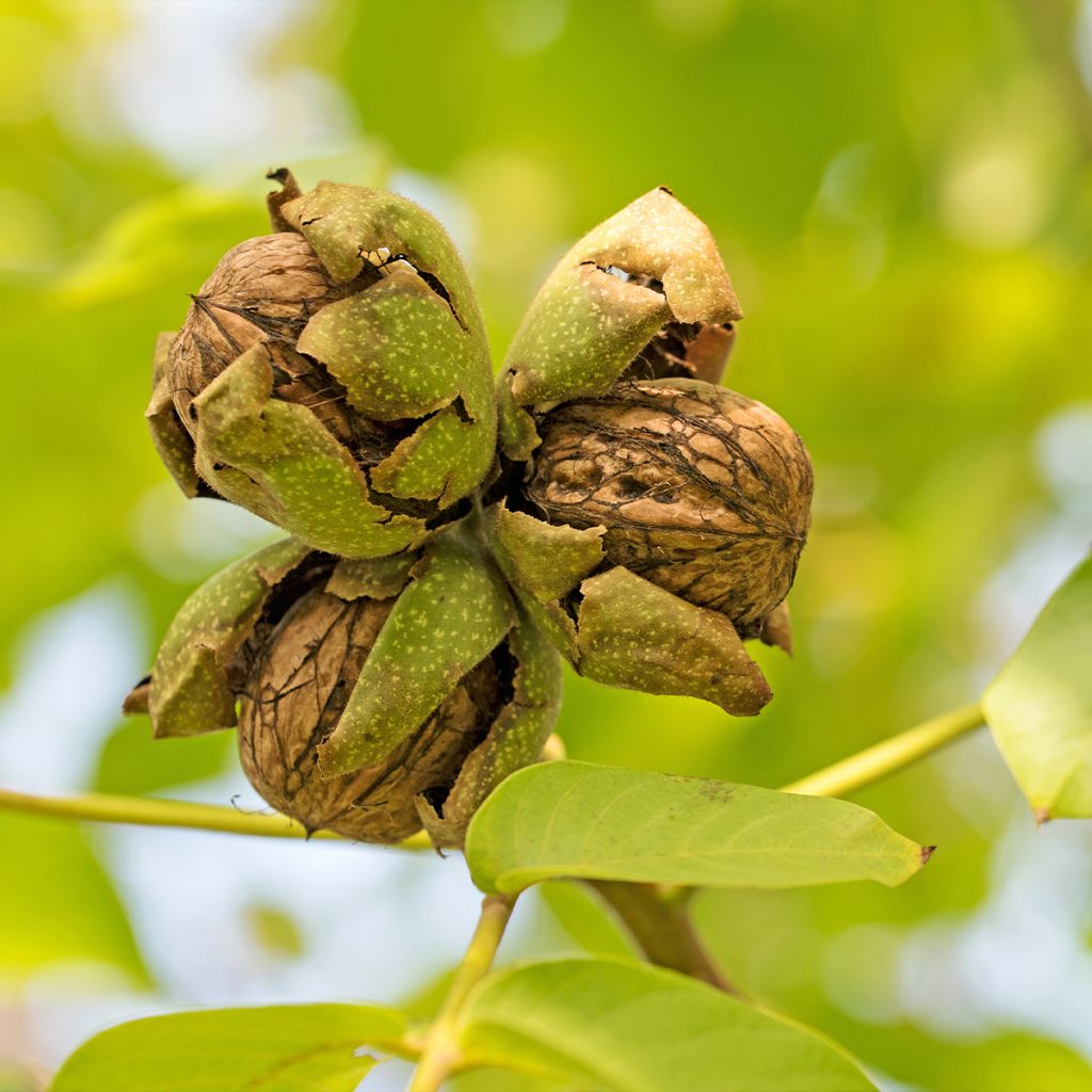 Common Walnut Mayette - Juglans regia