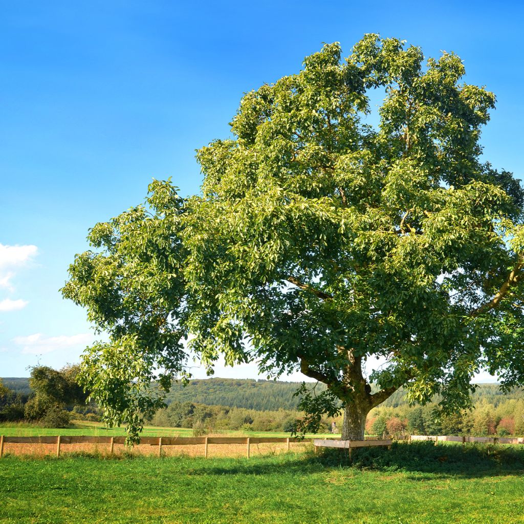 Common Walnut Mayette - Juglans regia