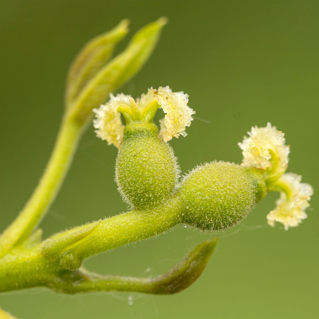 Common Walnut Mayette - Juglans regia