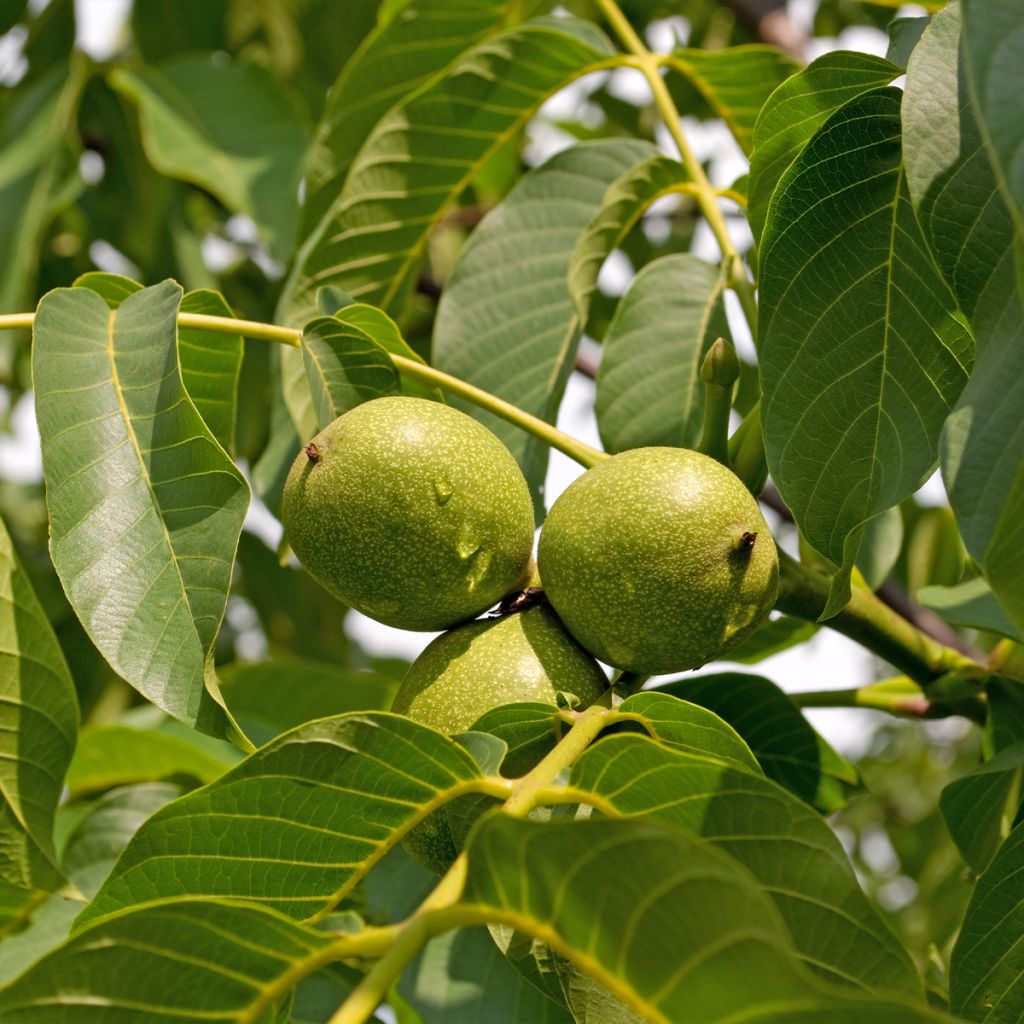 Common Walnut Mayette - Juglans regia