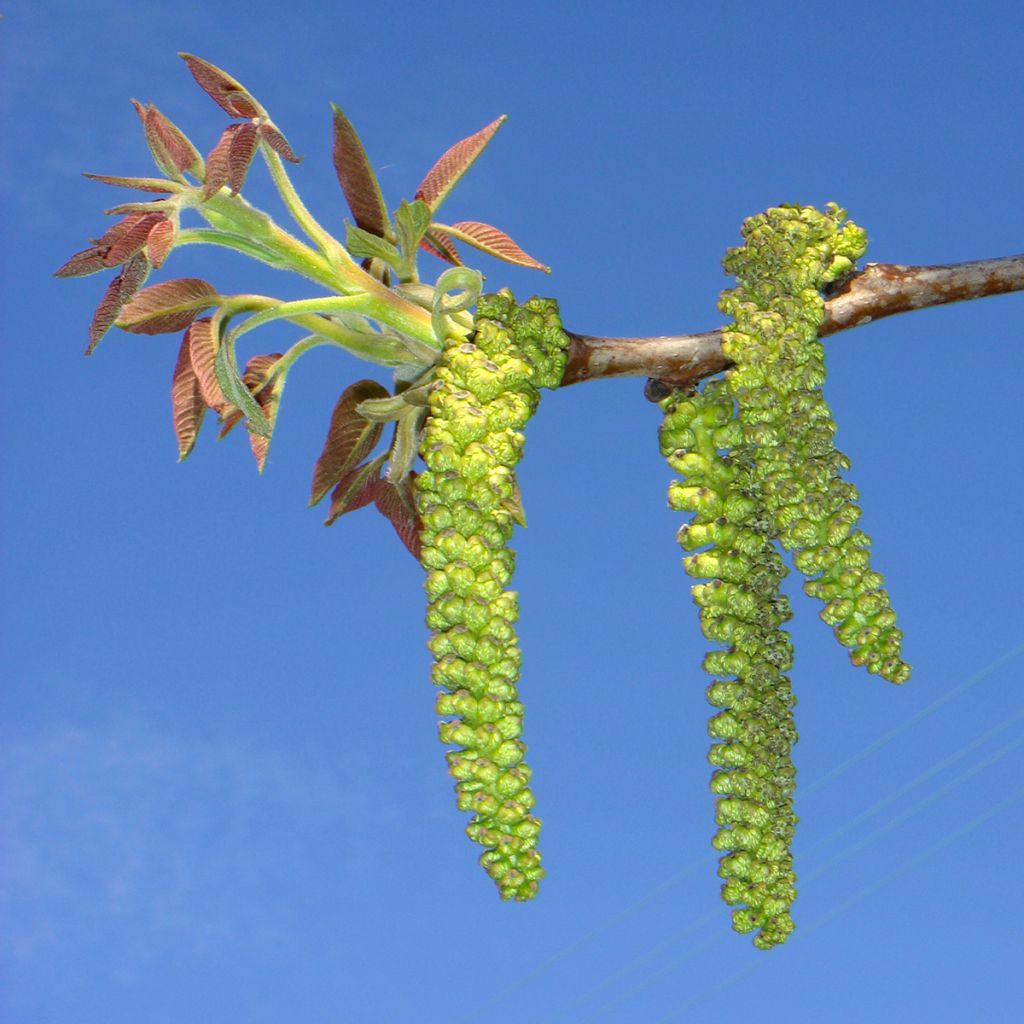 Common Walnut Mayette - Juglans regia