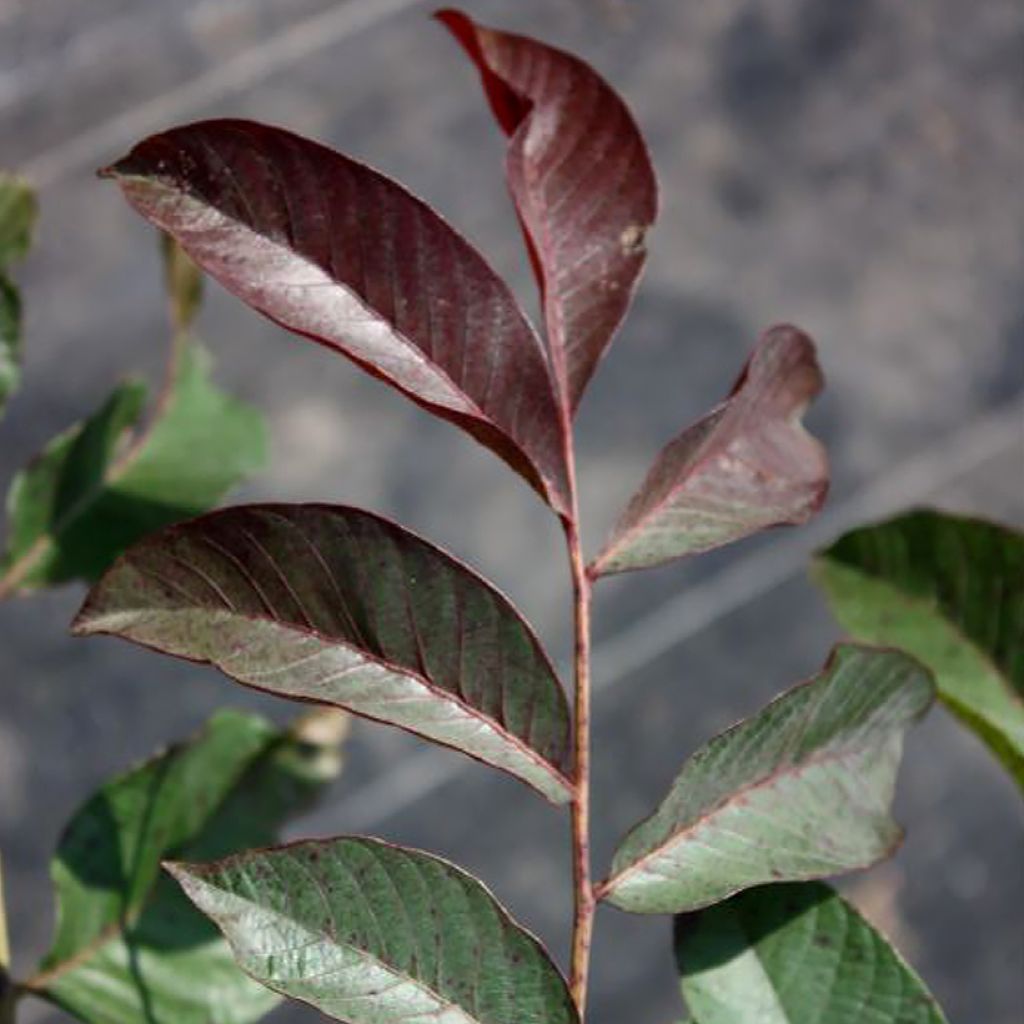 Noyer commun Purpurea - Juglans regia 