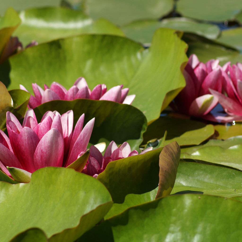 Nymphaea Attraction - Water Lily
