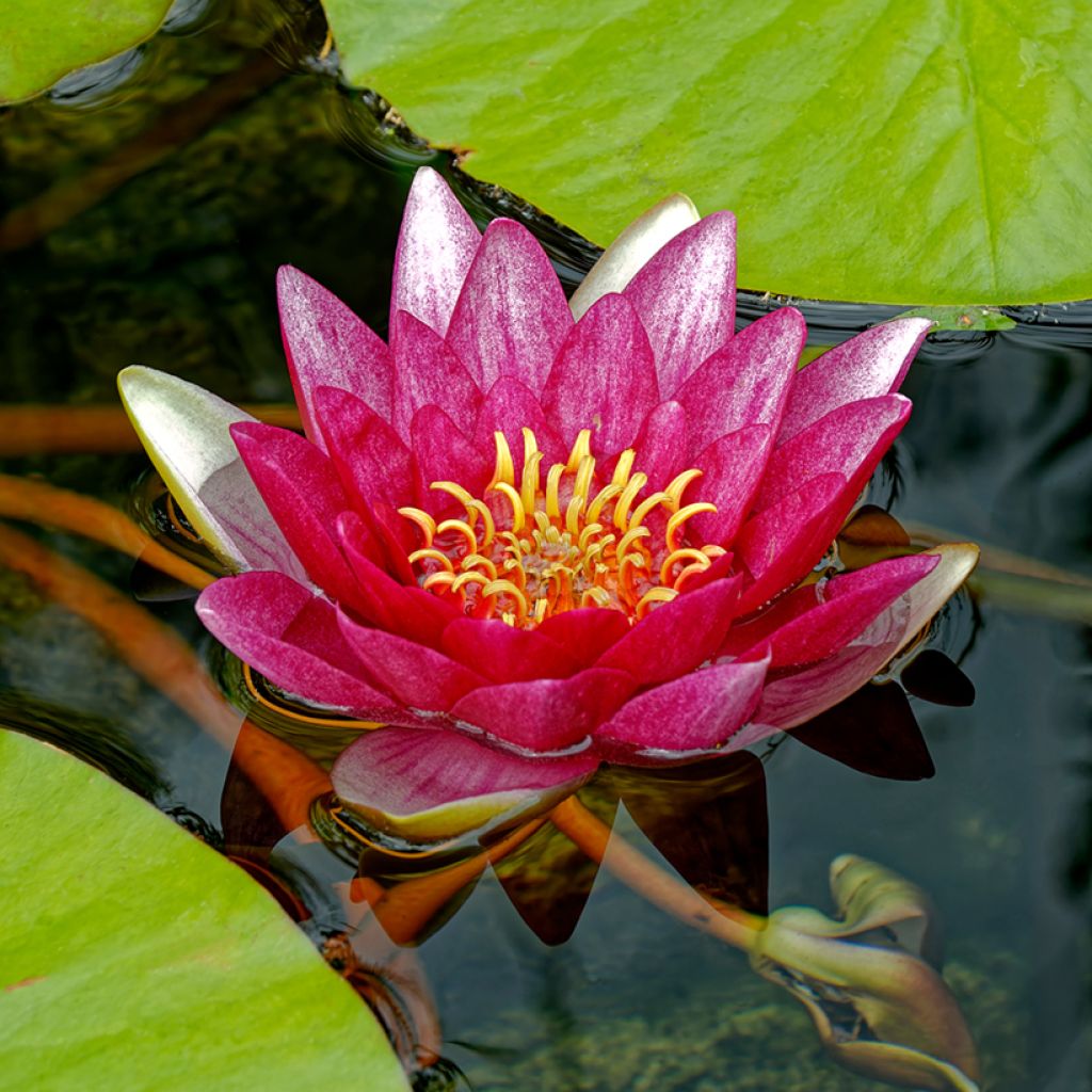 Nymphaea Attraction - Water Lily