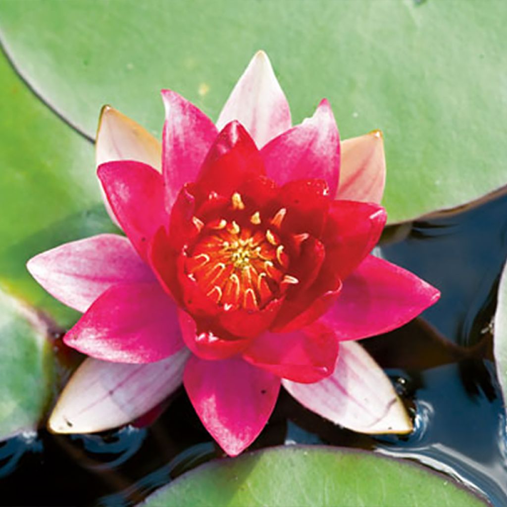 Nymphaea Burgundy Princess - Water Lily