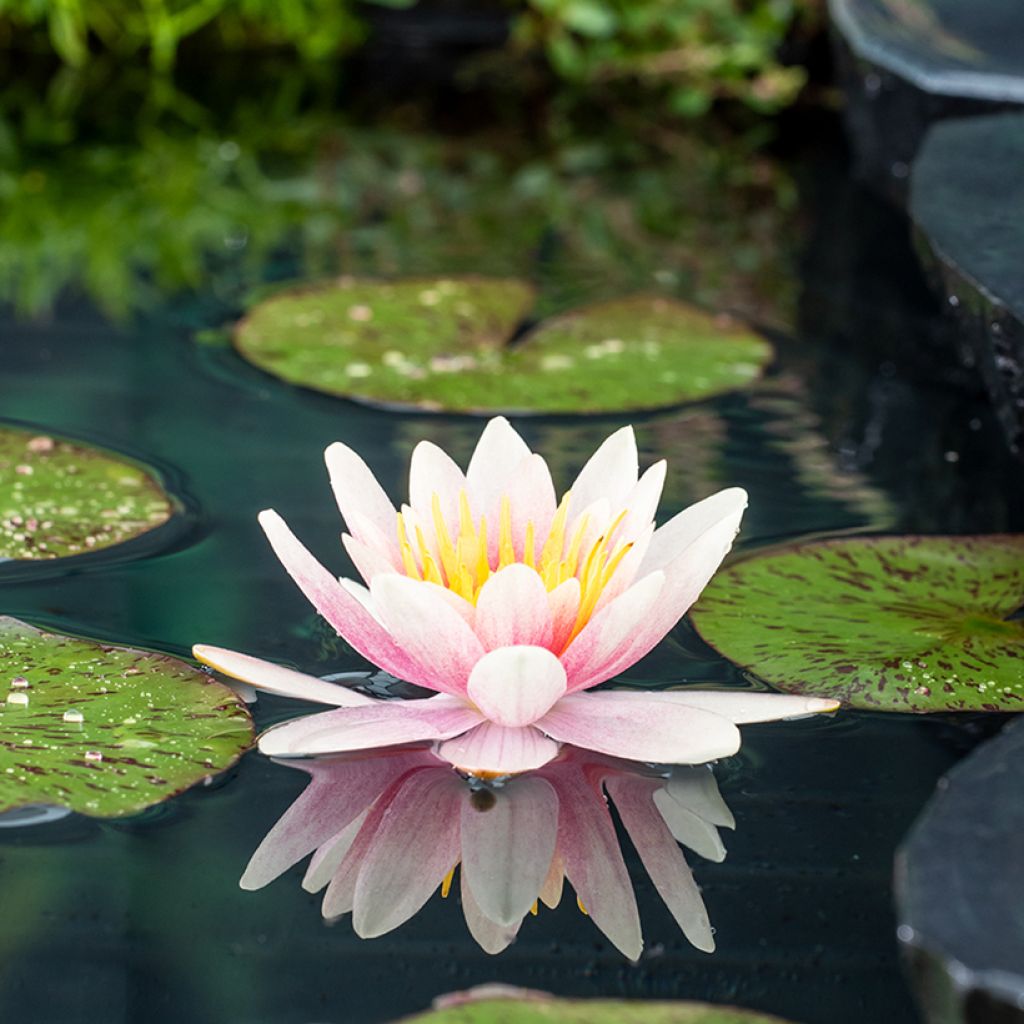 Nymphaea Comanche - Water Lily