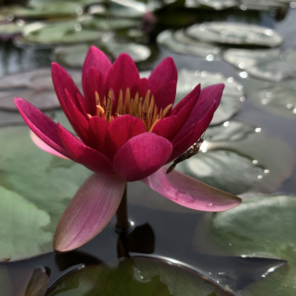 Nymphaea alba var. rubra Froebelii