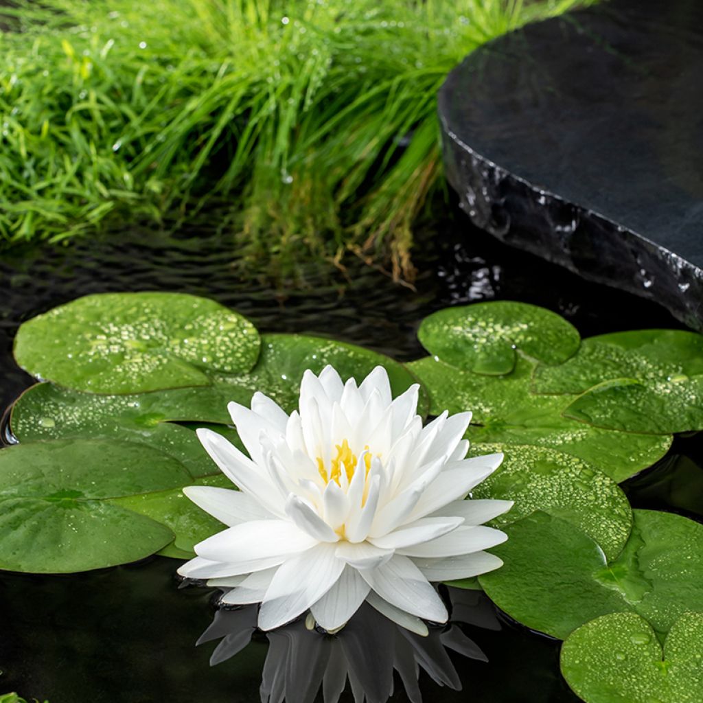 Nymphaea Gonnere - Water Lily