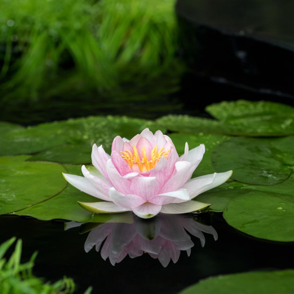 Nymphaea Hollandia - Water Lily