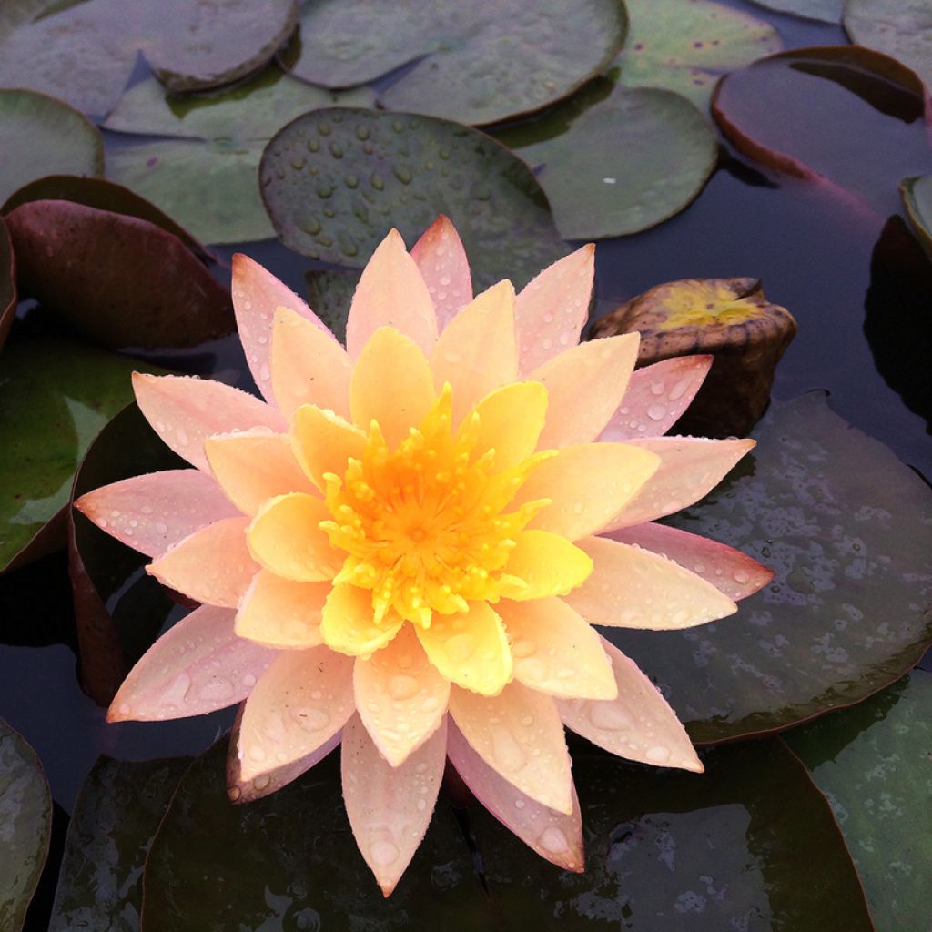 Nymphaea  Karleen Harder - Waterlily