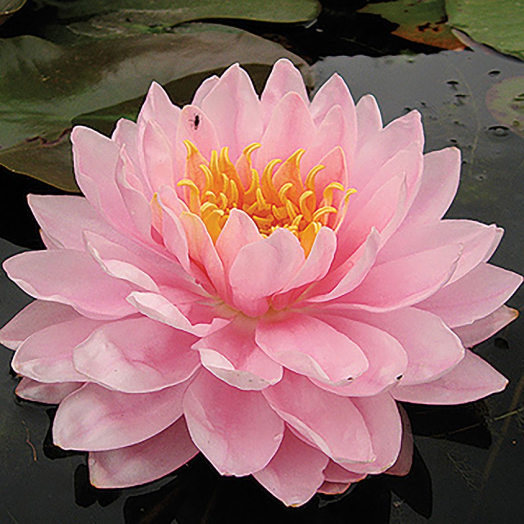 Nymphaea Lily Pons - Waterlily