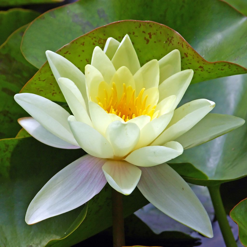 Nymphaea Marliacea Chromatella - Water Lily