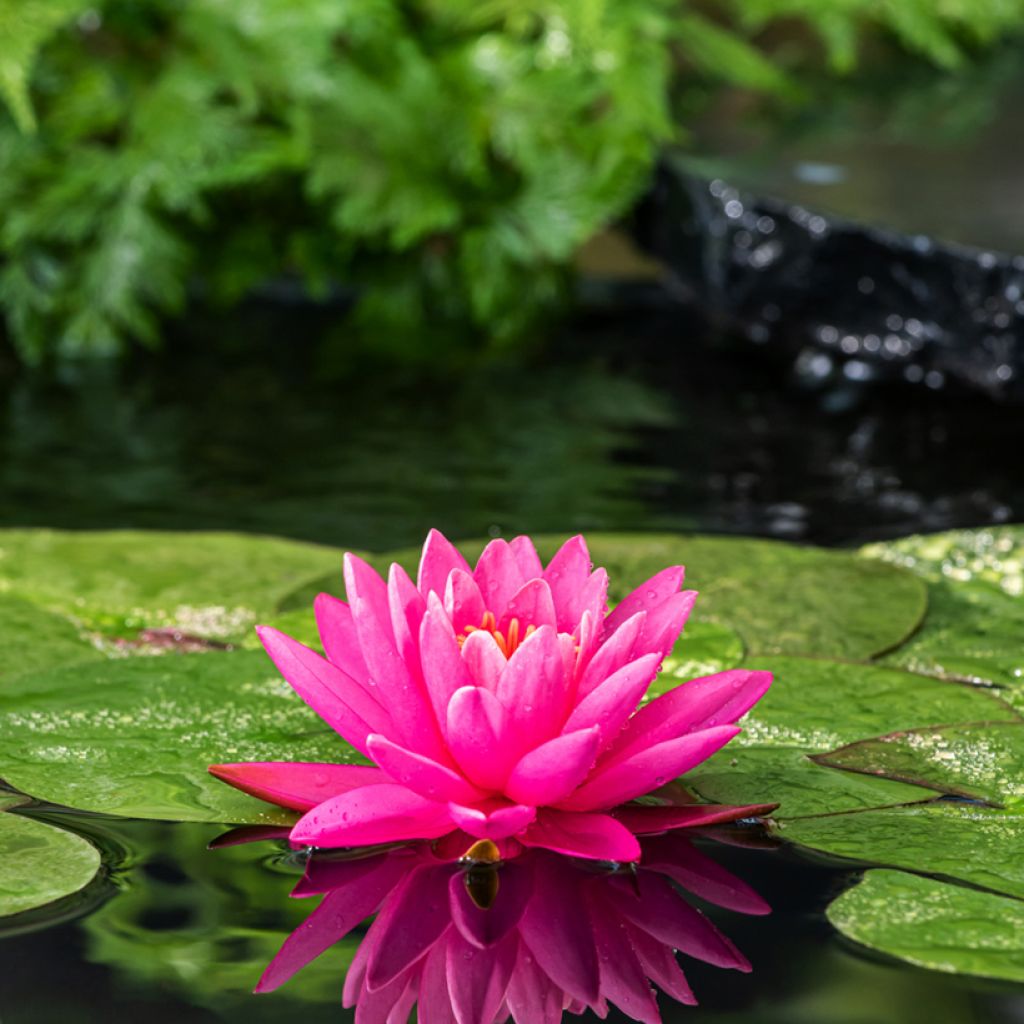 Nymphaea Perry's Magnificent - Water Lily