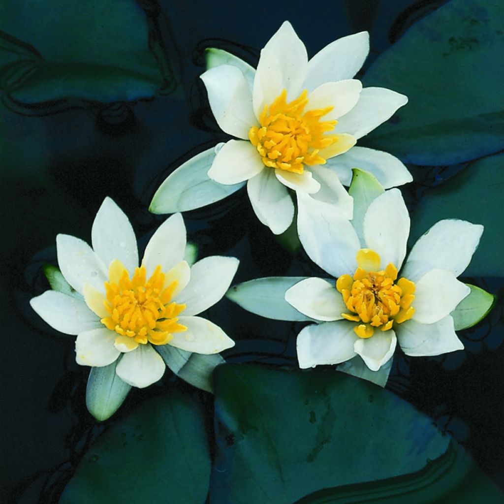 Nymphaea Pygmaea Alba - Water Lily