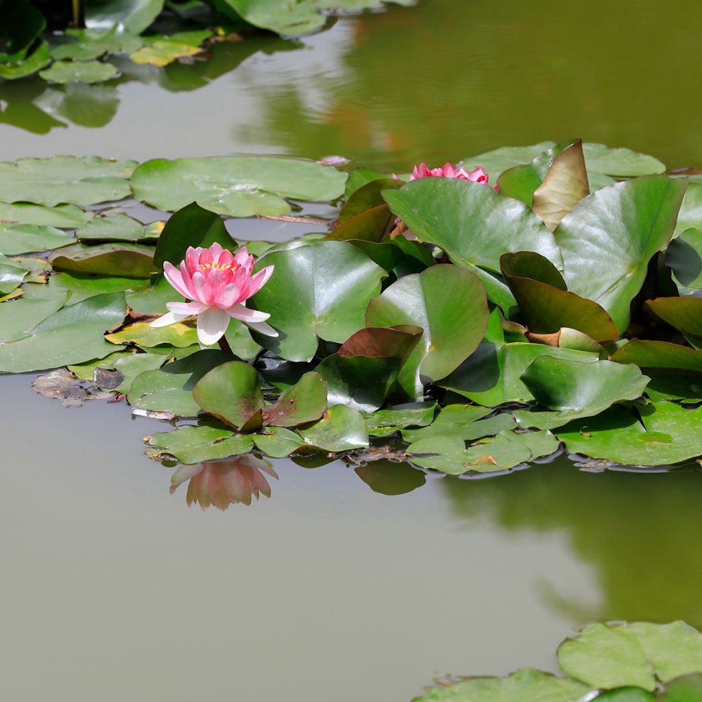 Nymphaea Rose Arey - Water Lily