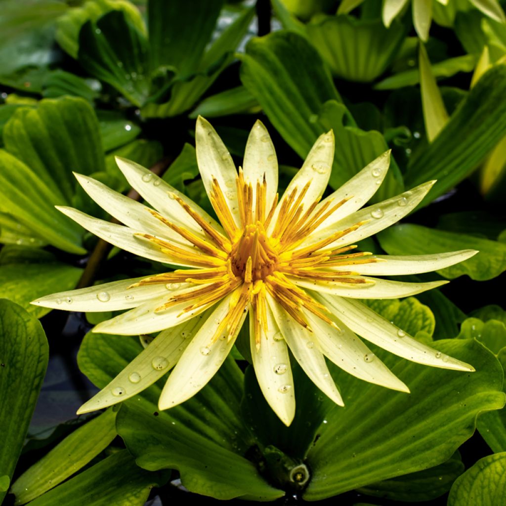 Nymphaea St. Louis Gold - Water lily
