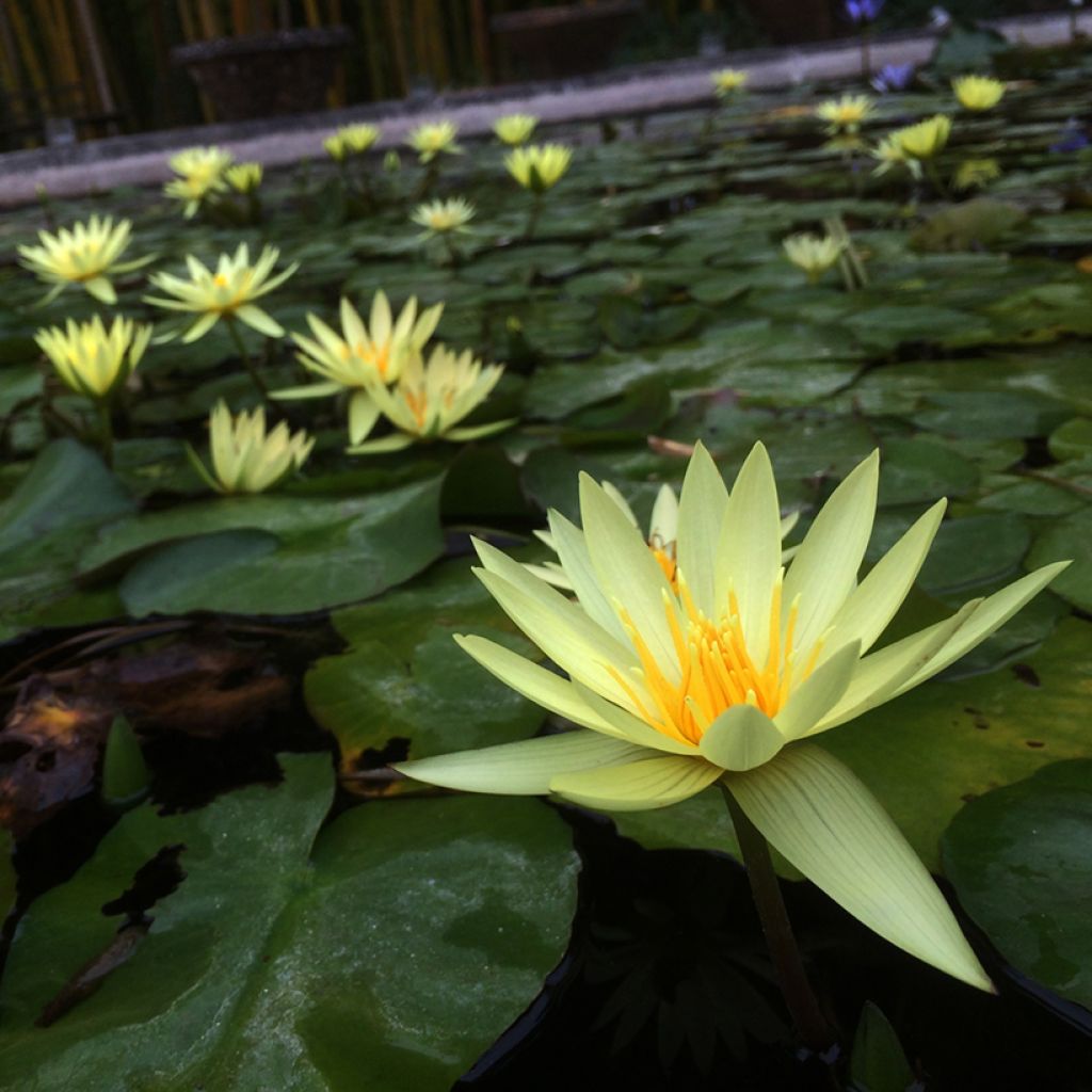 Nymphaea St. Louis Gold - Water lily