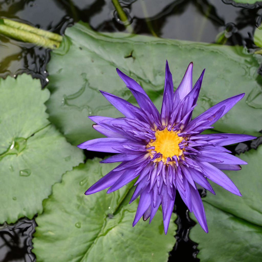 Nymphaea Tina