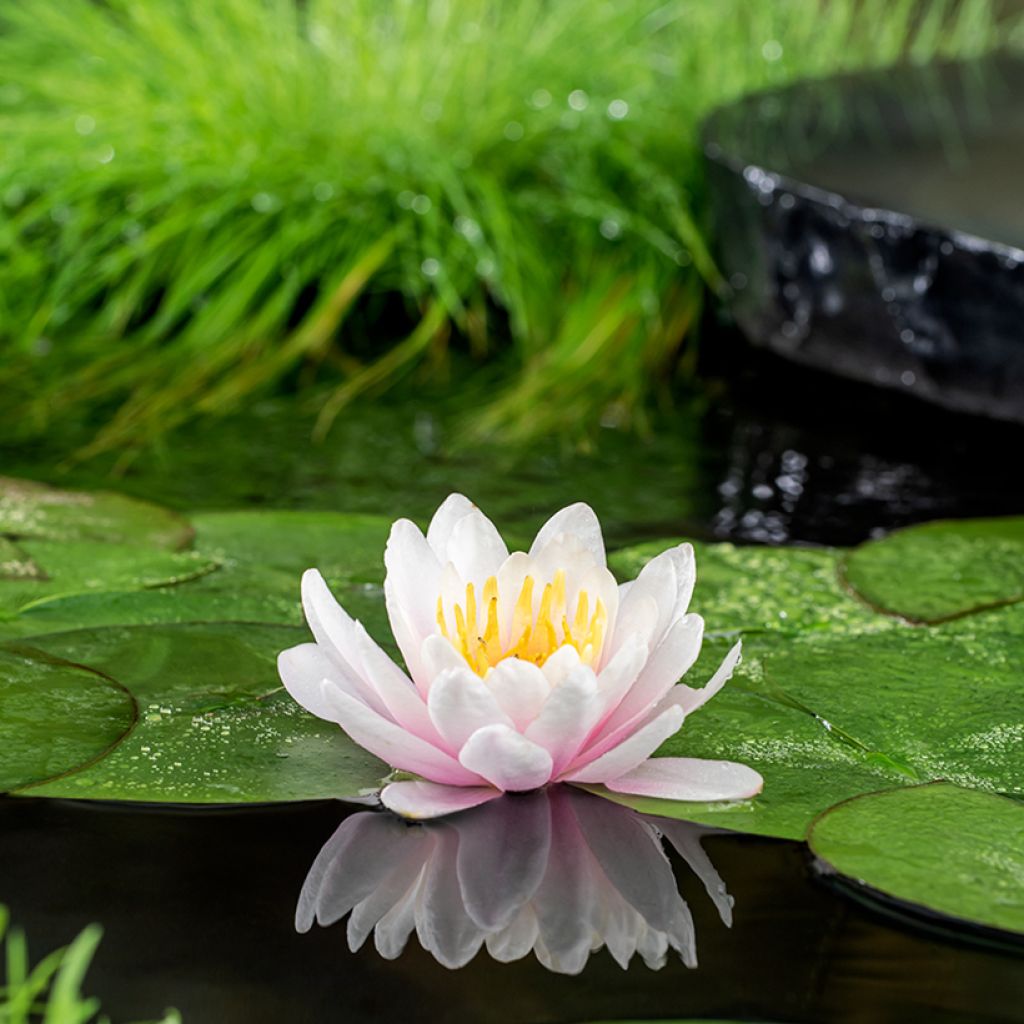 Nymphaea Venusta - Water Lily