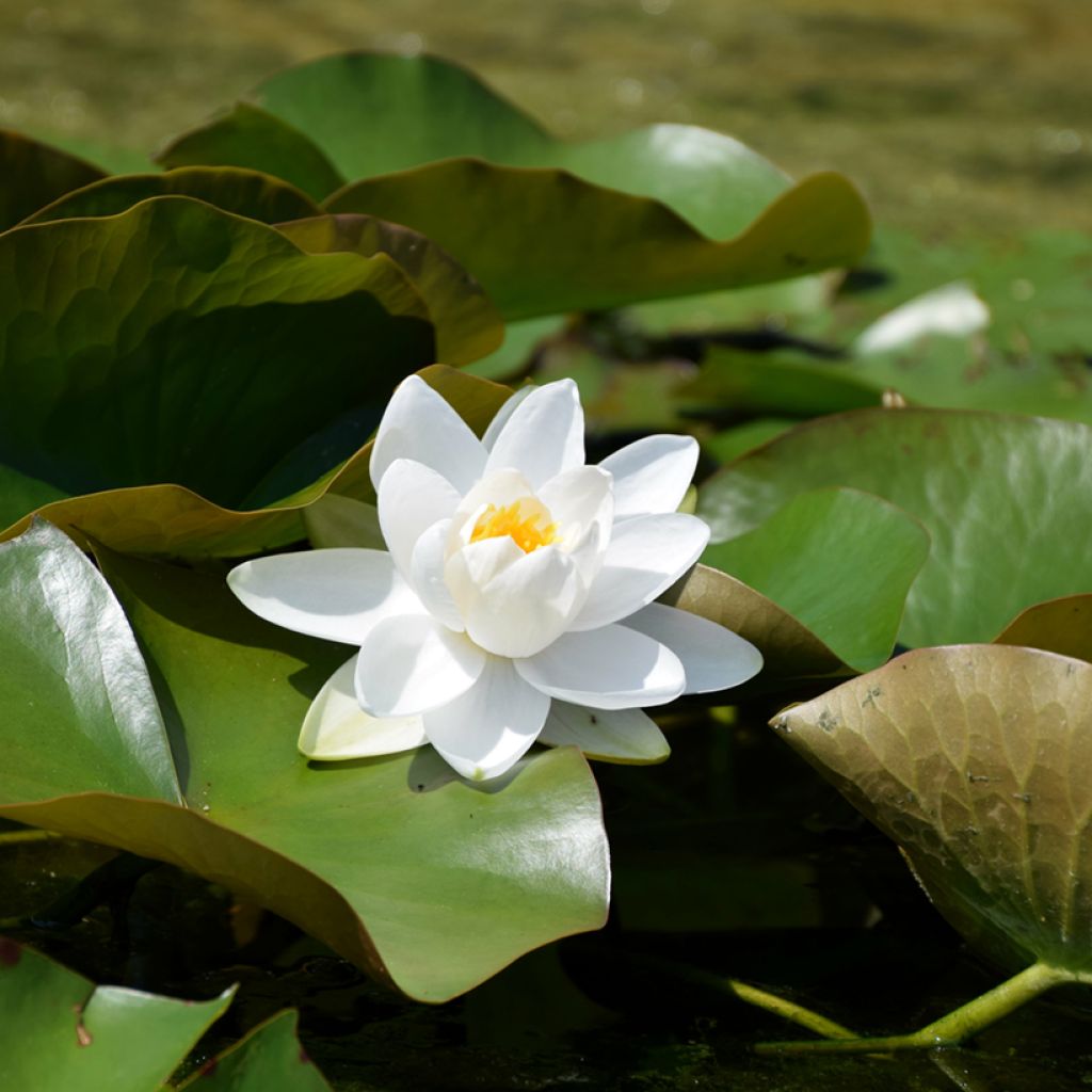 Nymphaea Walter Pagels - Water lily