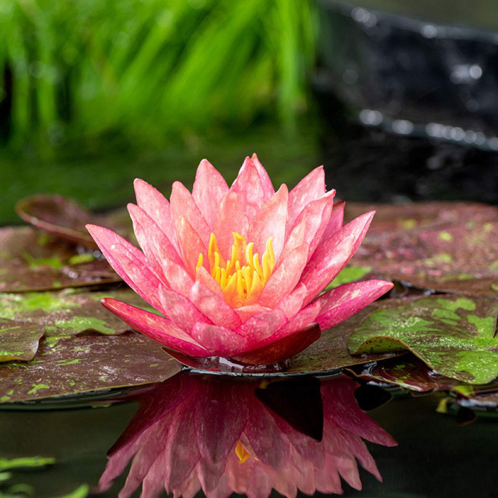 Nymphaea Wanvisa - Water Lily