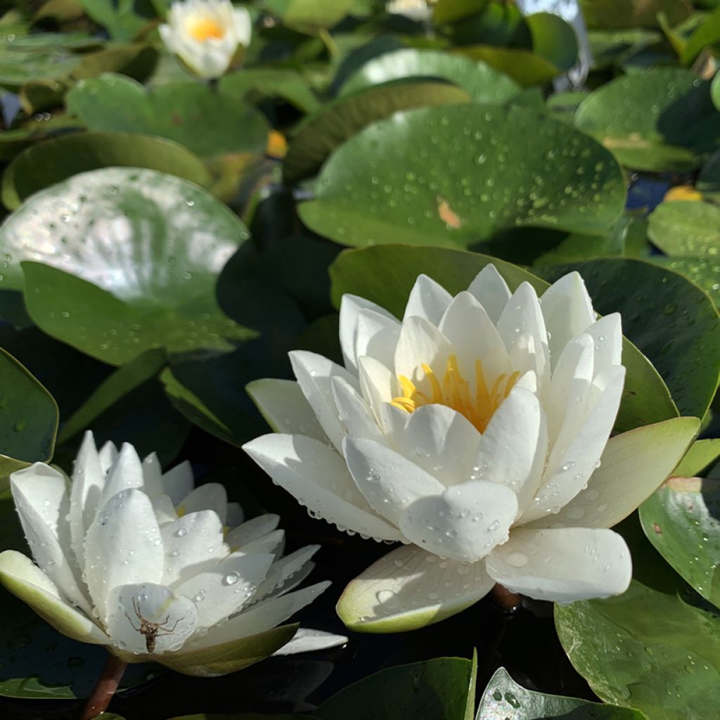 Nymphaea White Sultan - Waterlily