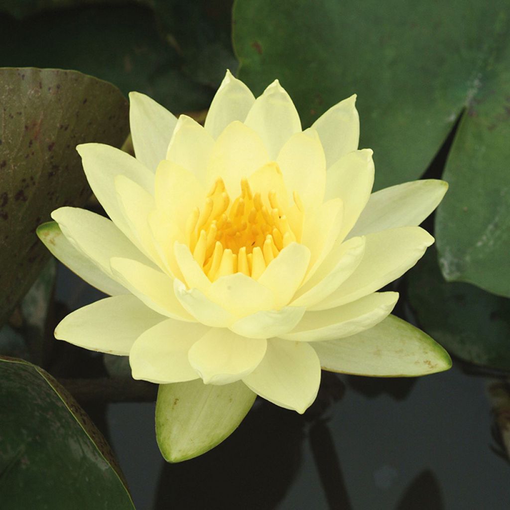 Nymphaea Joey Tomocik - Water Lily