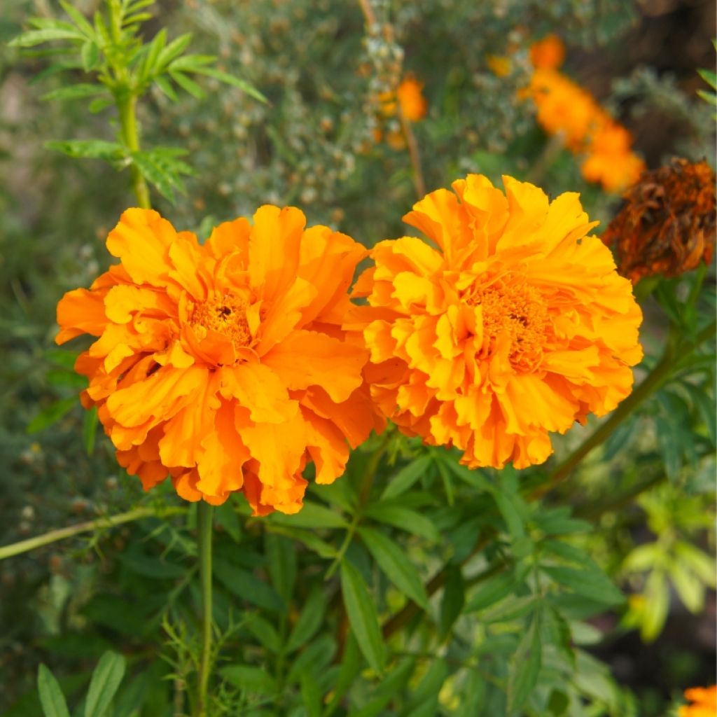 Marigold Bonanza Orange