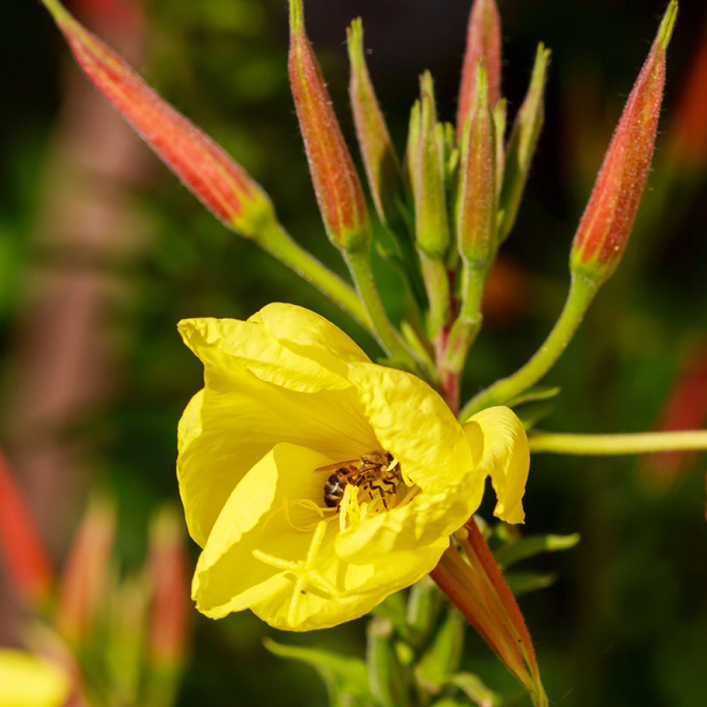 Oenothera glazioviana - Evening Primrose