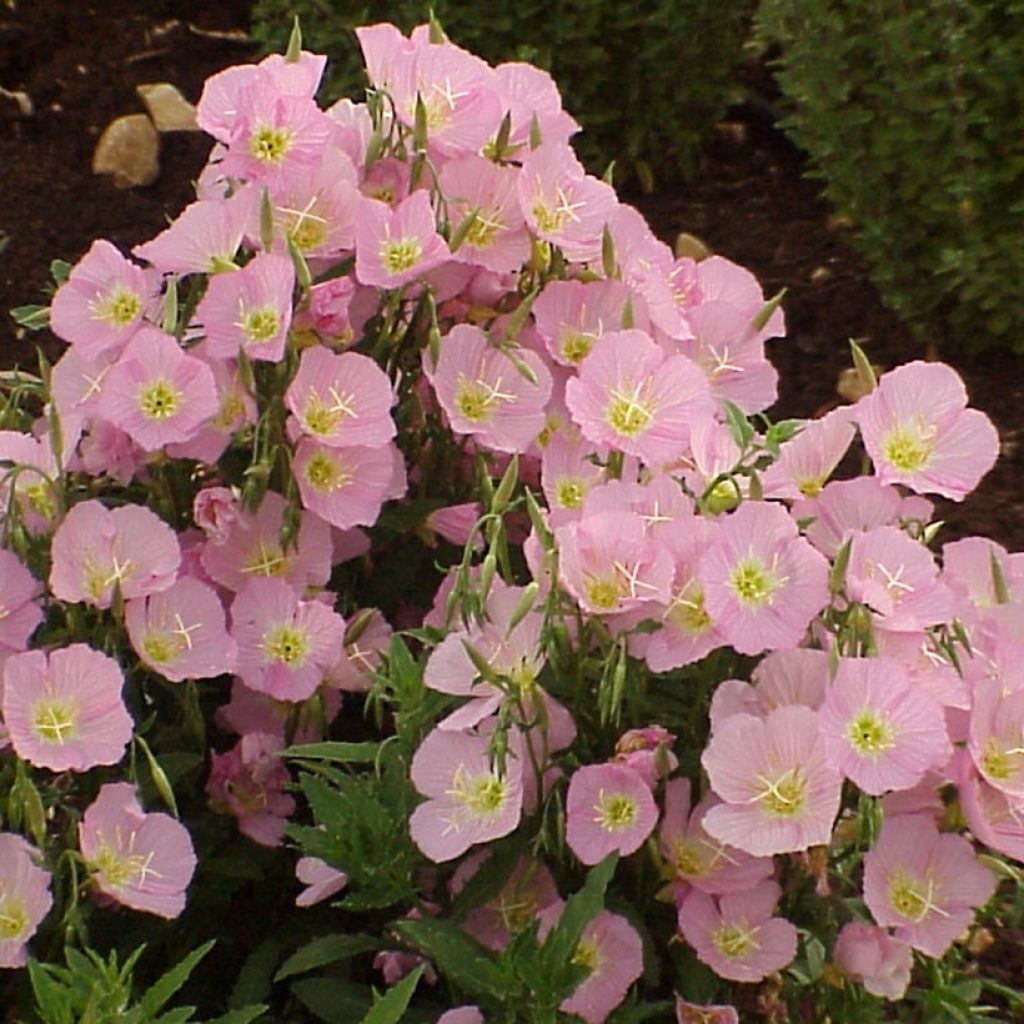 Oenothera speciosa Evening Pink Seeds - Evening Primrose