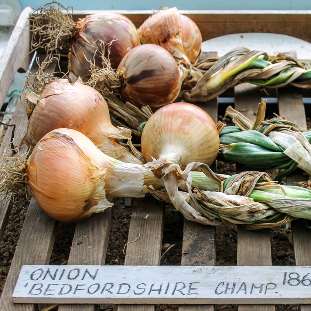 Bedfordshire Champion Onion - Allium cepa