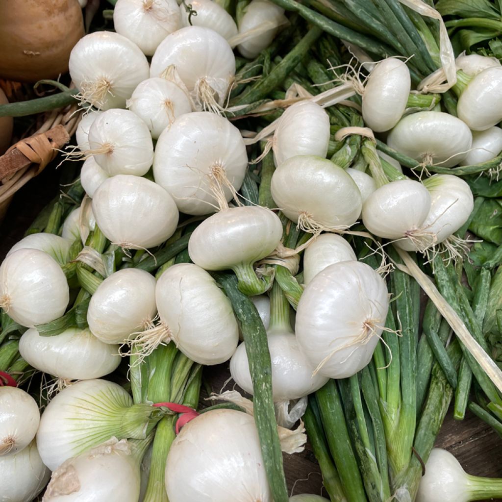 Early White Onion of Paris - Allium cepa