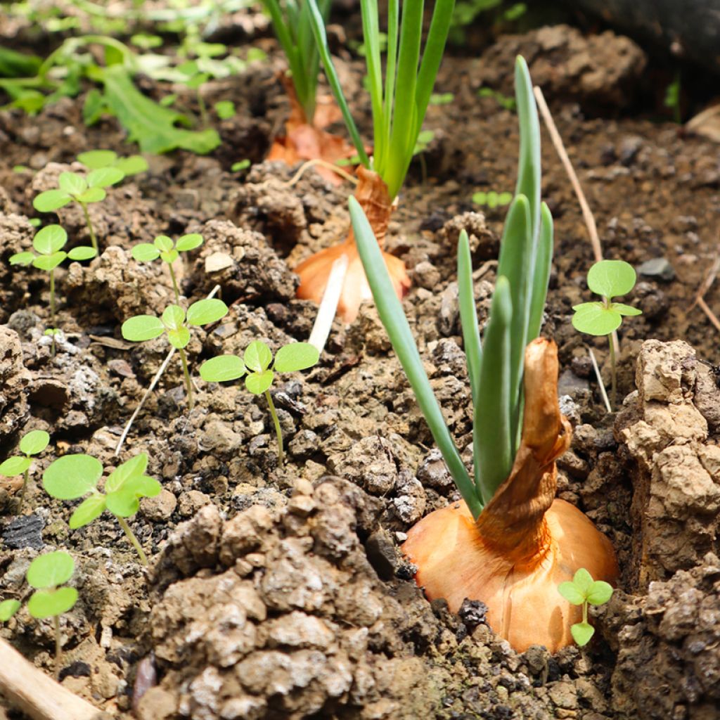 Onion Stuttgarter Rieser - Ferme de Sainte Marthe Seeds