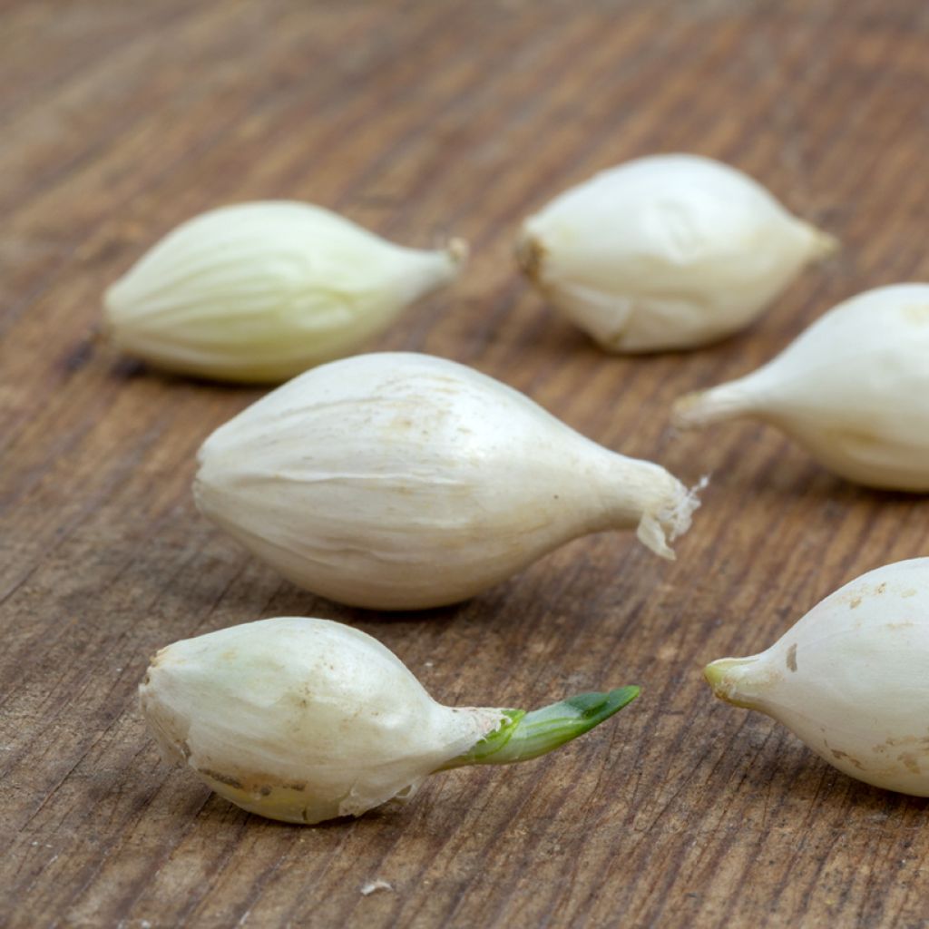 White Globle Onion plants (autumn planting) - Allium cepa