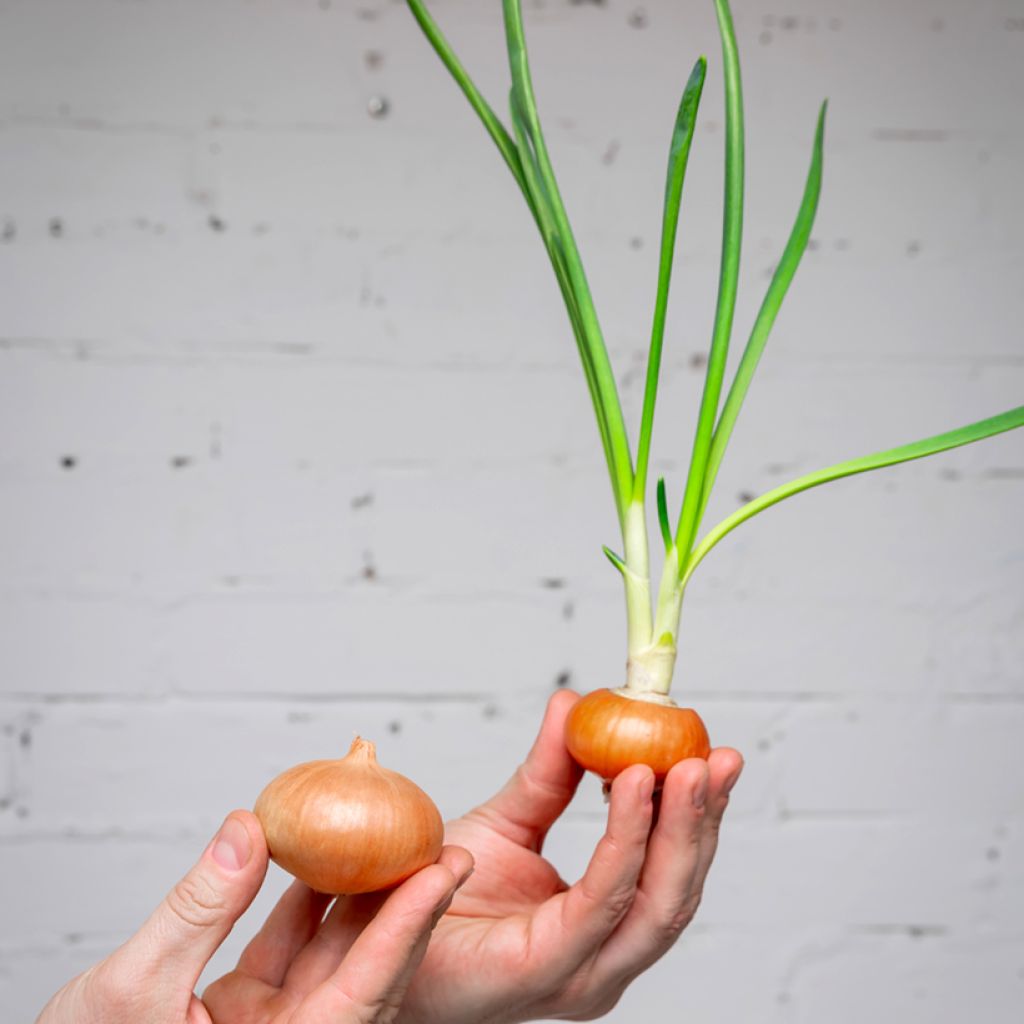 Onion Stuttgarter Rieser organic seed - Allium cepa