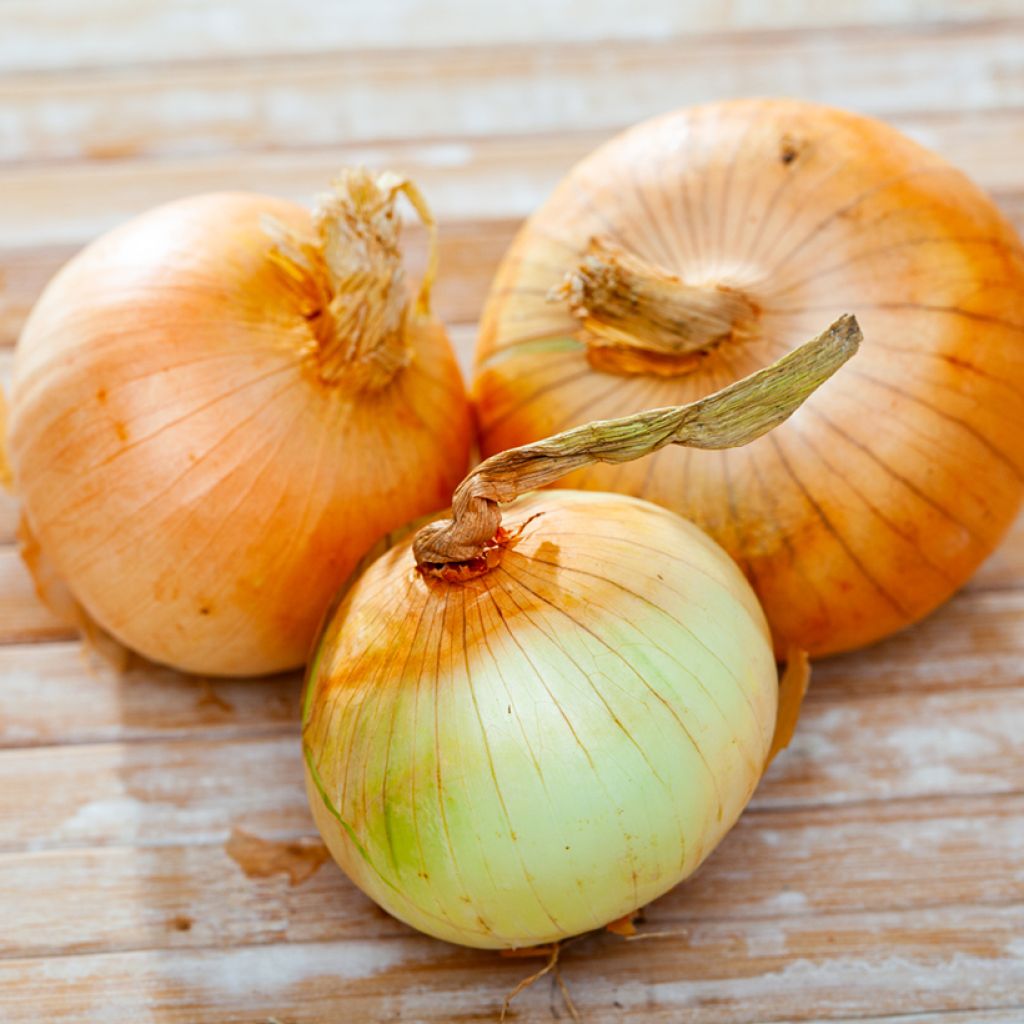 Onion Jaune Paille des Vertus - Vilmorin Seeds