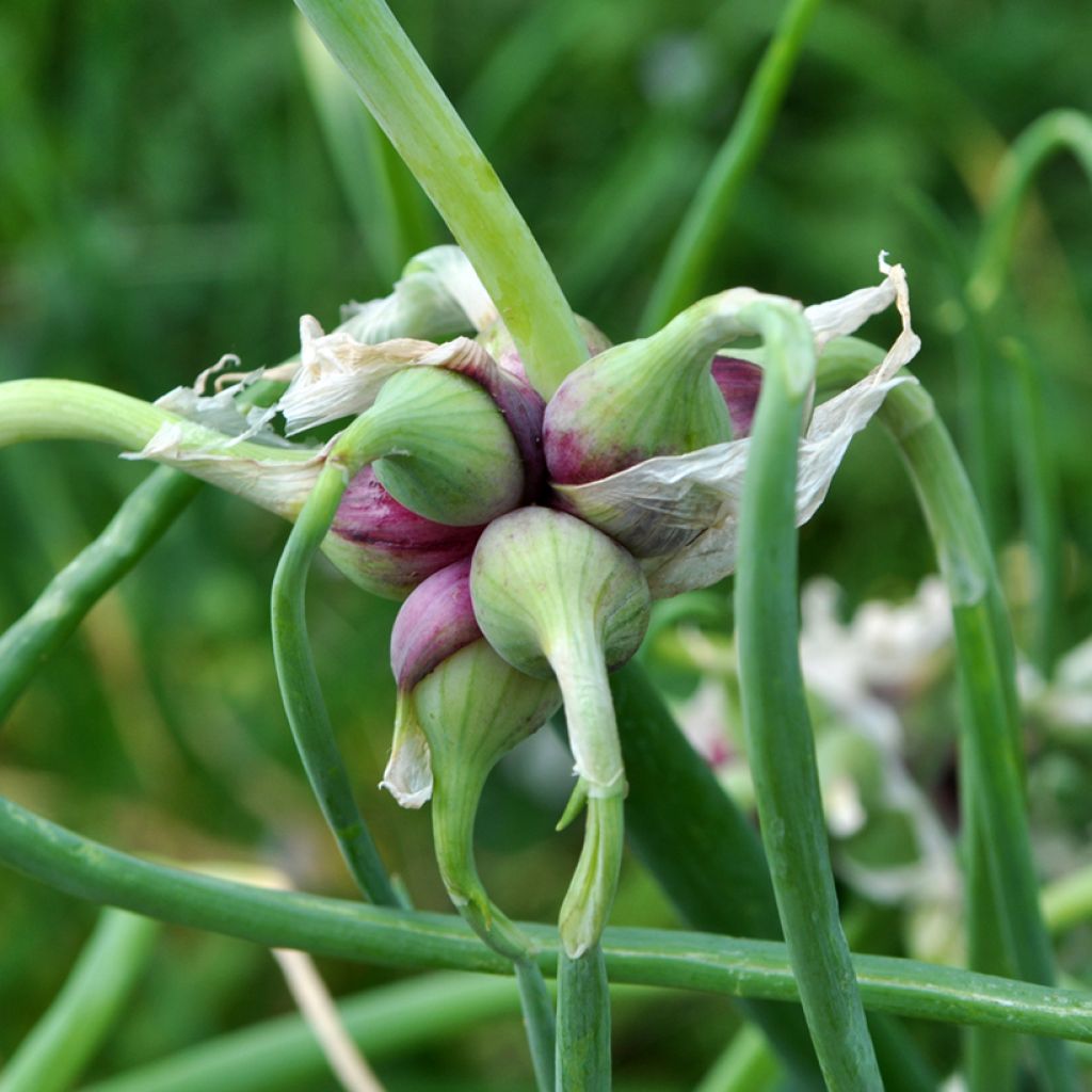 Tree onion - Allium proliferum