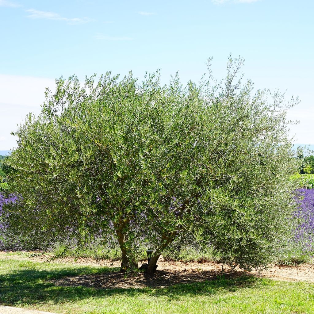 Olea europaea - Olive