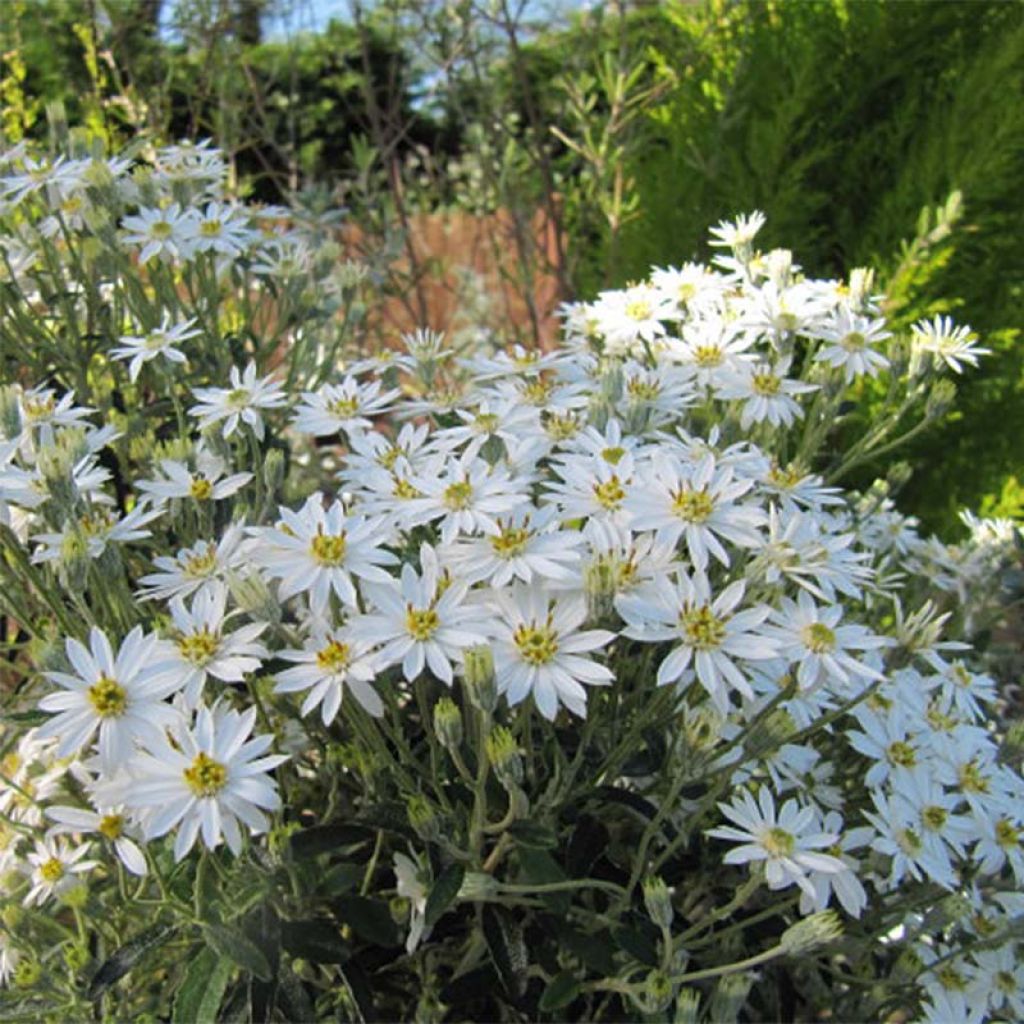 Olearia scilloniensis - Oléaria des îles Scilly