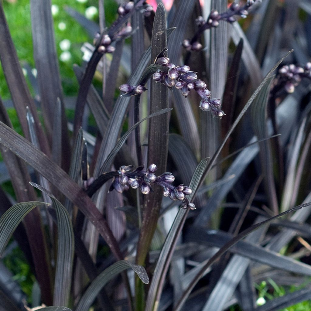 Black Ophiopogon - Ophiopogon planiscapus Nigrescens