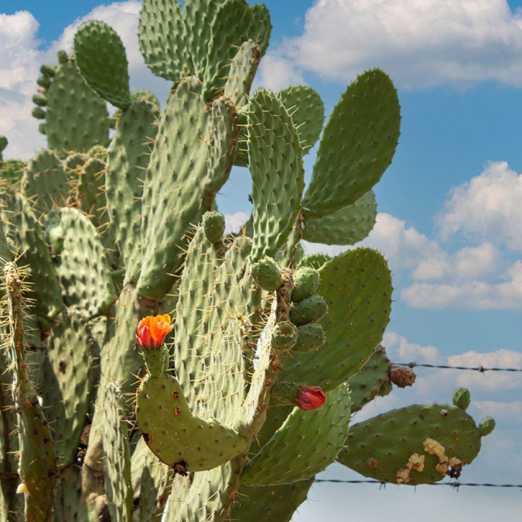 Opuntia engelmannii var. alta - Prickly Pear