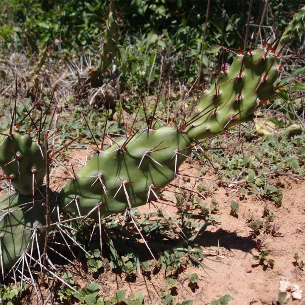 Opuntia anacantha - Prickly Pear