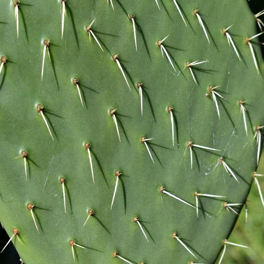 Opuntia anacantha - Prickly Pear