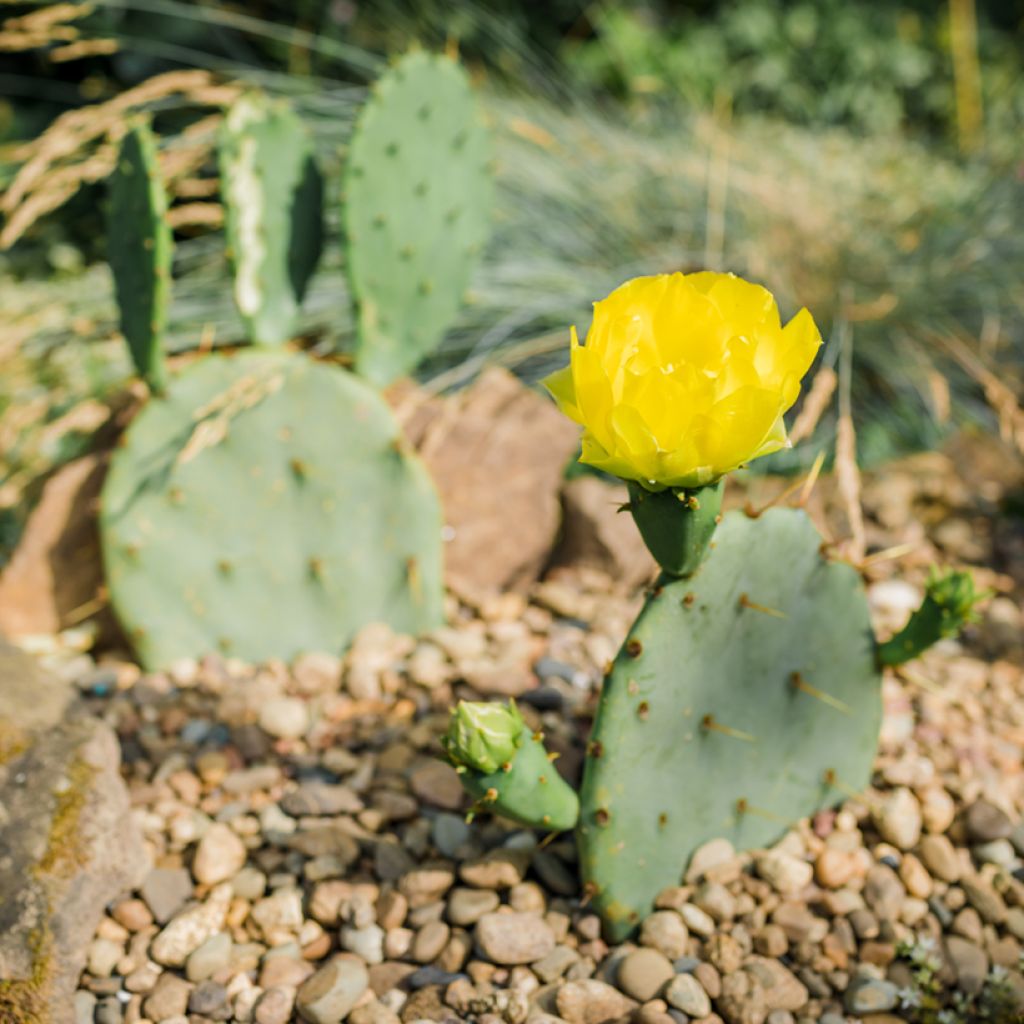 Opuntia engelmannii - Prickly Pear