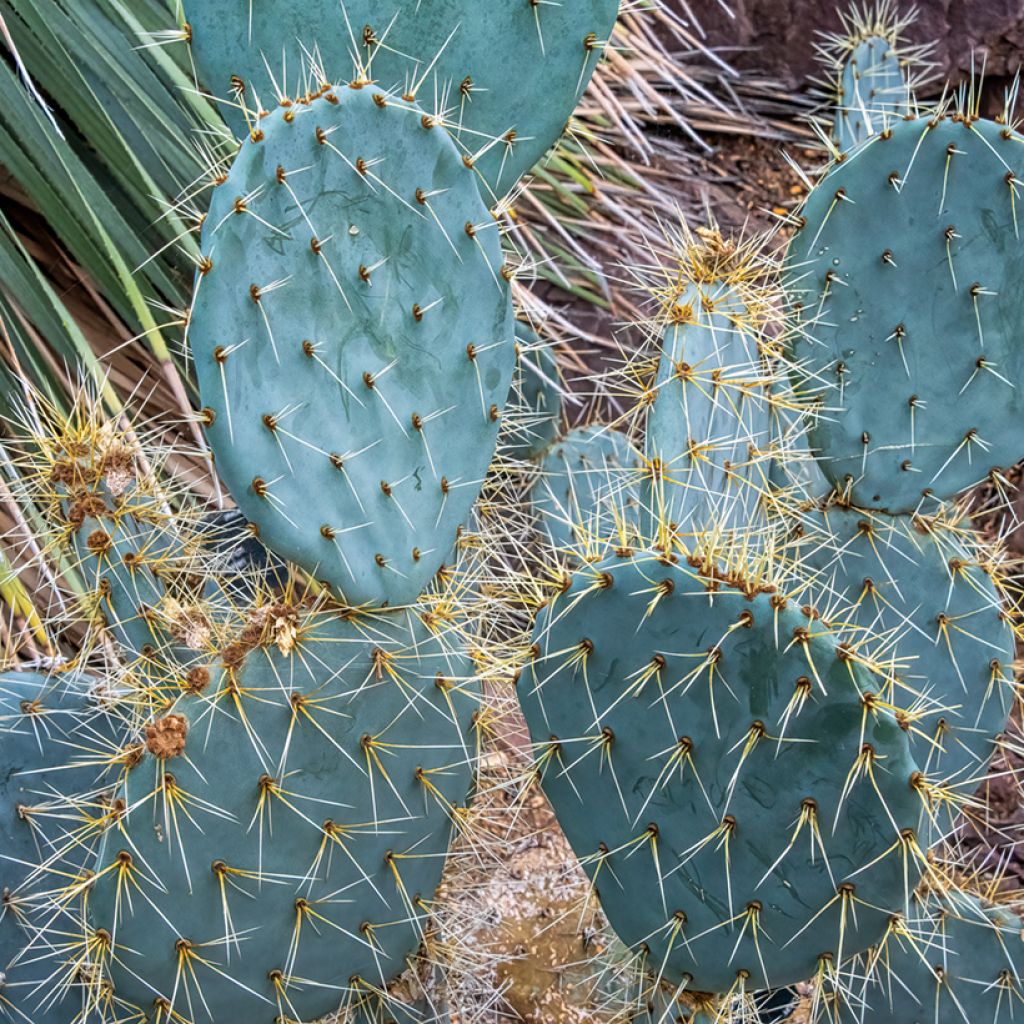 Opuntia engelmannii var. indheimeri - Prickly Pear