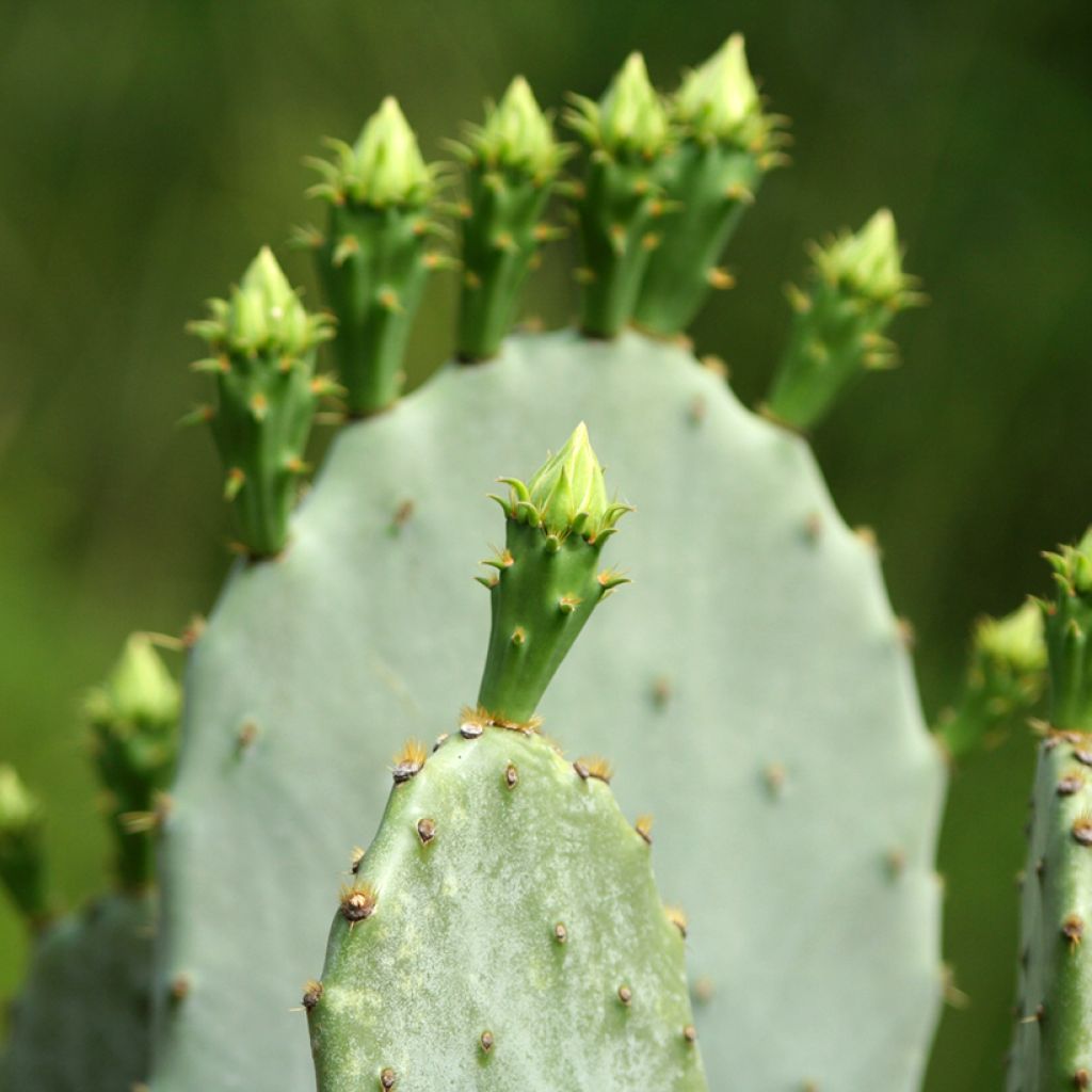 Opuntia engelmannii var. indheimeri - Prickly Pear