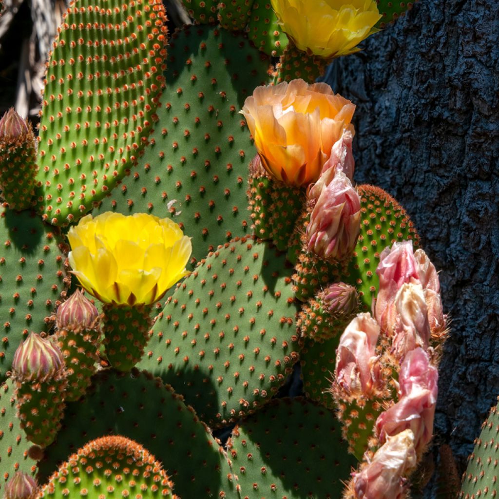 Opuntia rufida - Prickly Pear