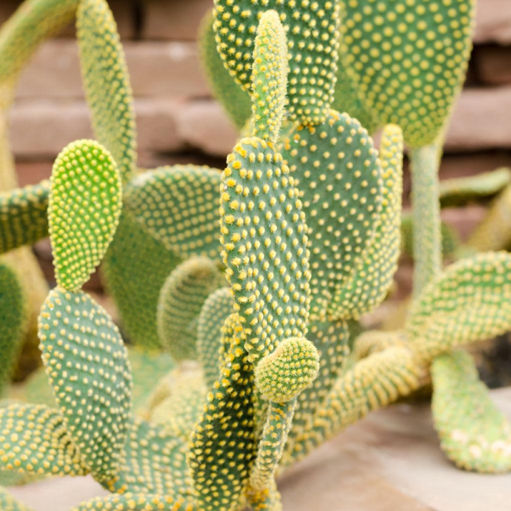 Opuntia rufida - Prickly Pear