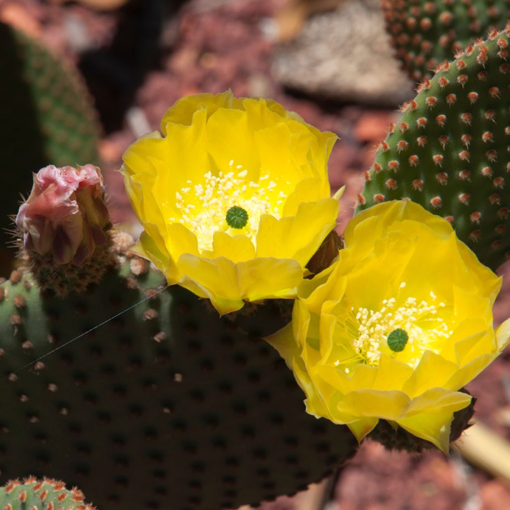 Opuntia rufida - Prickly Pear