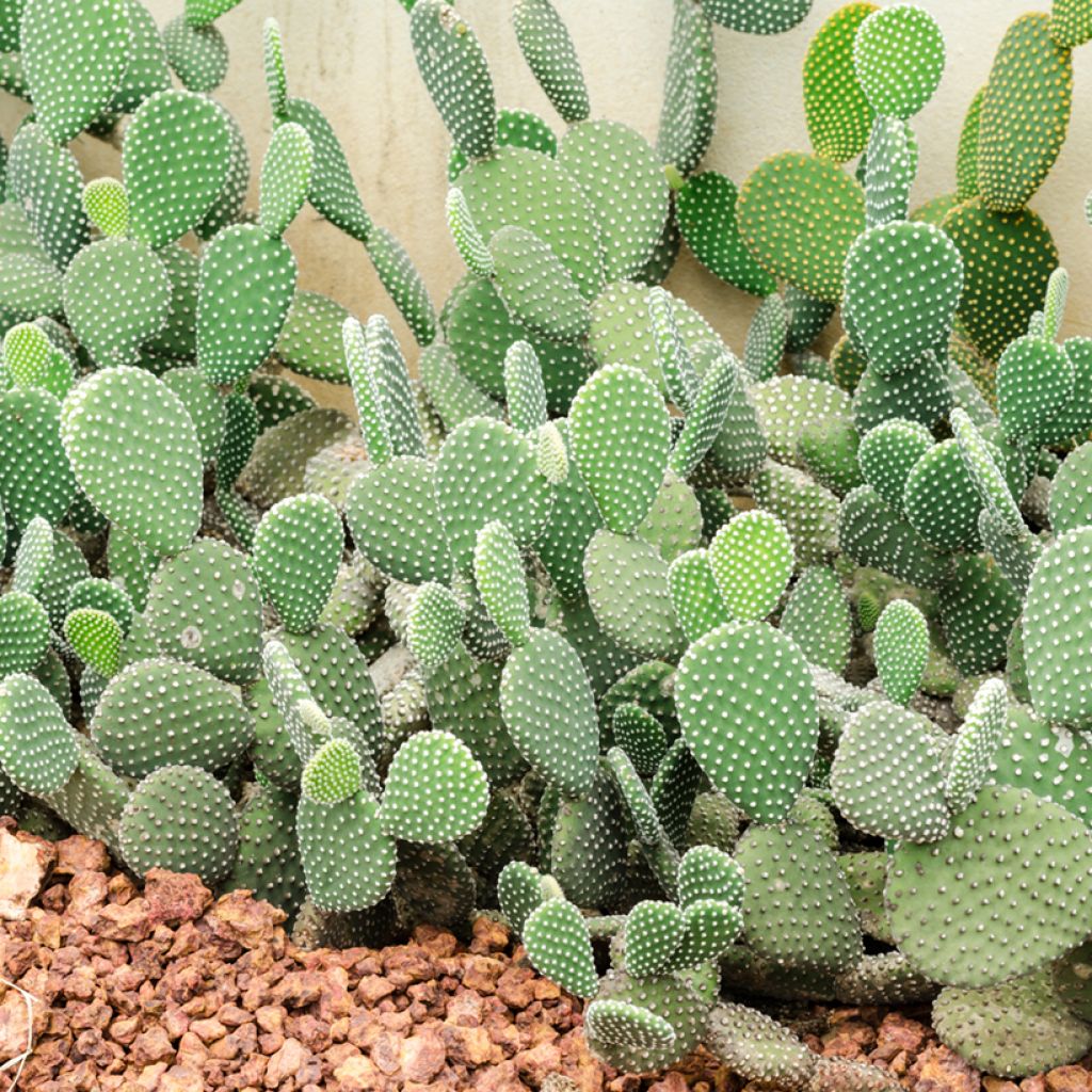 Opuntia rufida - Prickly Pear